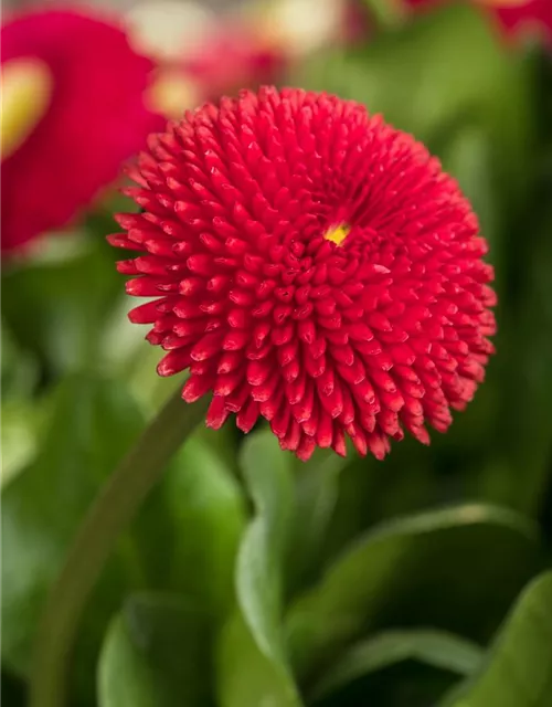 Gänseblümchen