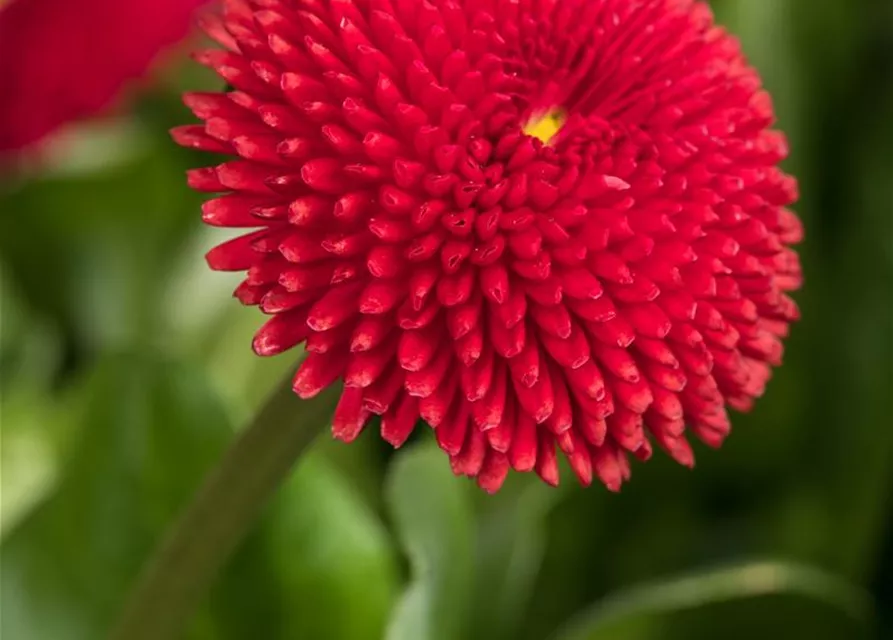 Gänseblümchen