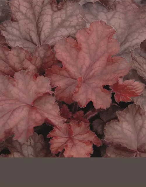 Garten-Silberglöckchen