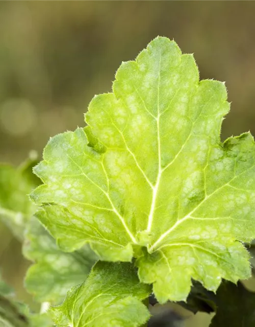 Garten-Purpurglöckchen 'Dale´s Strain'