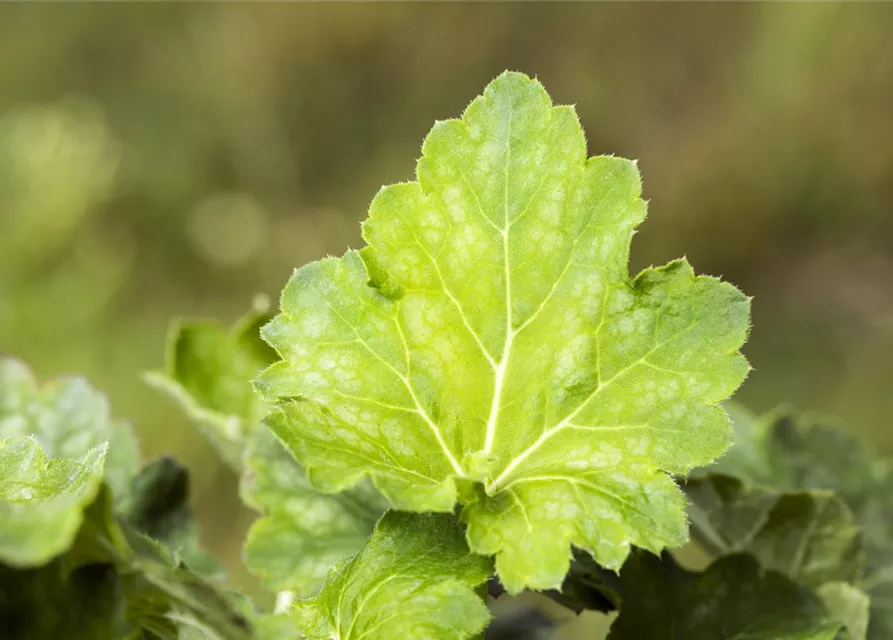 Garten-Purpurglöckchen 'Dale´s Strain'