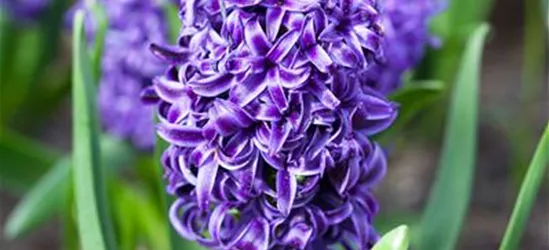 Hyazinthe 'Blue Pearl'