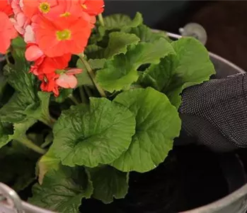 Becher-Primeln - Einpflanzen in ein Gefäß