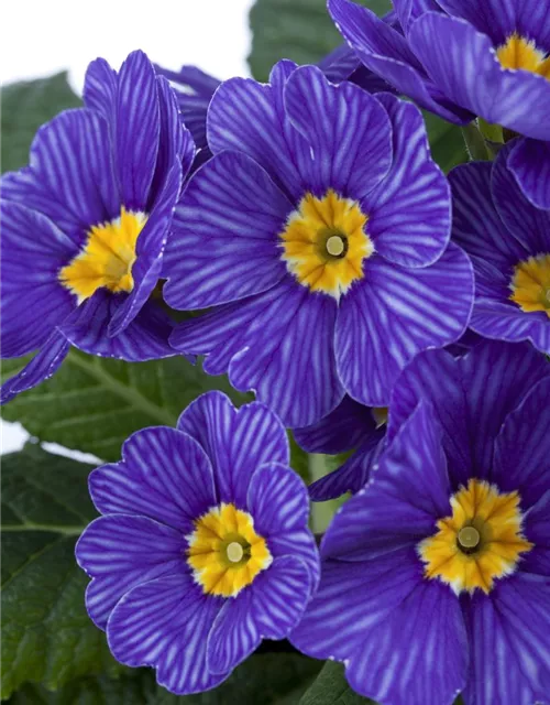 Kissen-Primel 'Zebra Blue'