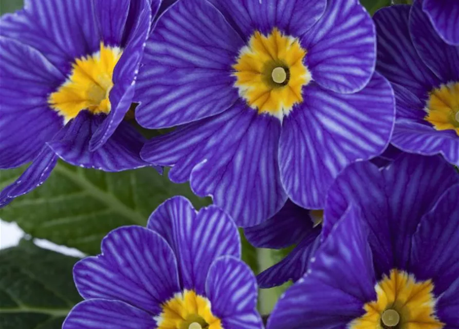 Kissen-Primel 'Zebra Blue'
