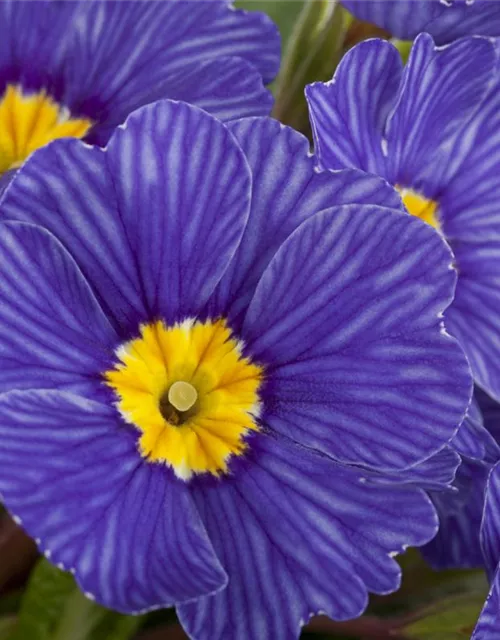Kissen-Primel 'Zebra Blue'
