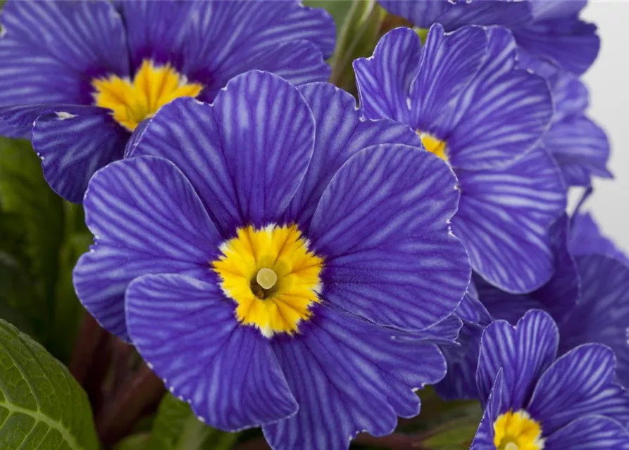 Kissen-Primel 'Zebra Blue'