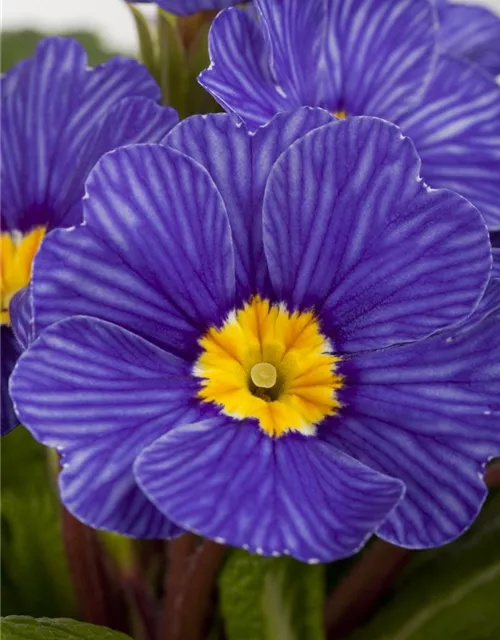 Kissen-Primel 'Zebra Blue'