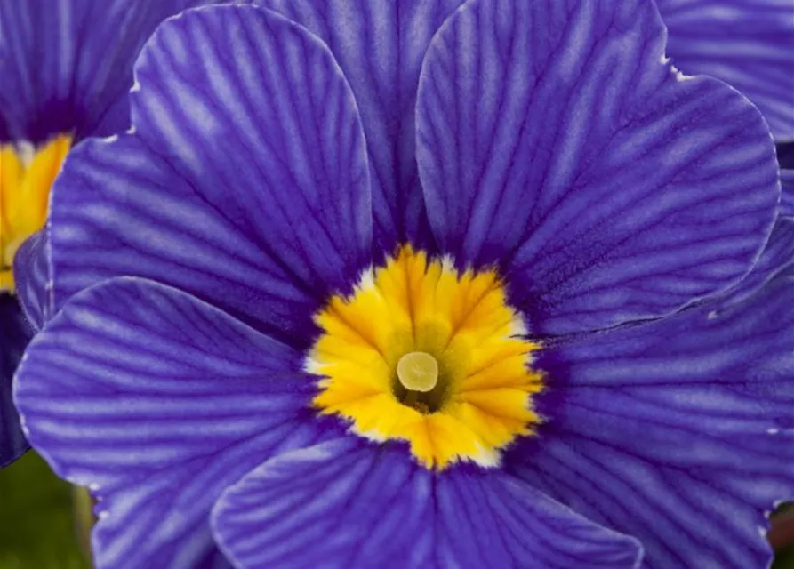 Kissen-Primel 'Zebra Blue'