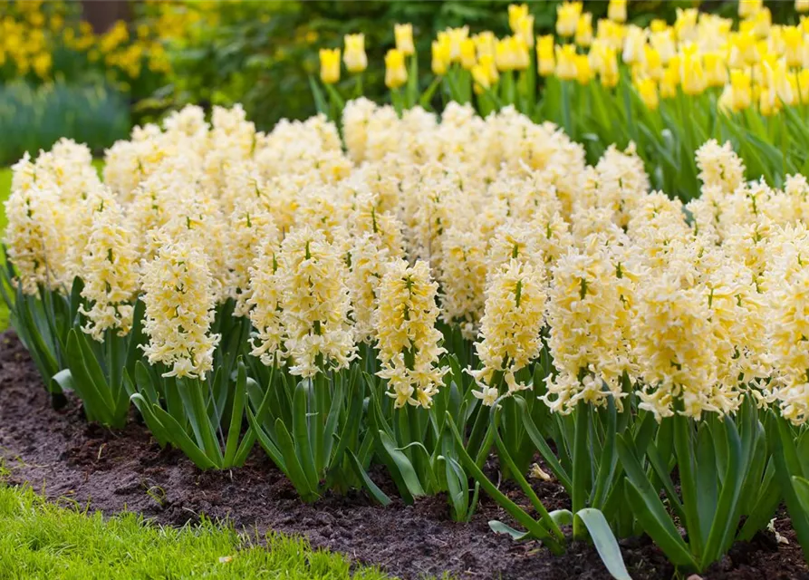 Hyazinthe 'Yellow Queen'