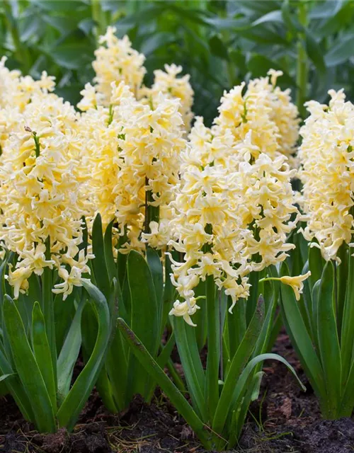 Hyazinthe 'Yellow Queen'
