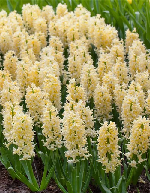 Hyazinthe 'Yellow Queen'