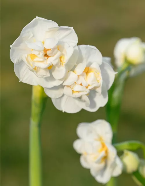 Narzisse 'Bridal Crown'