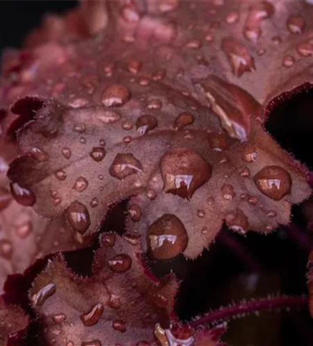 Purpurglöckchen 'Chateau Rouge'