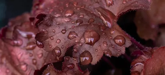 Purpurglöckchen 'Chateau Rouge'