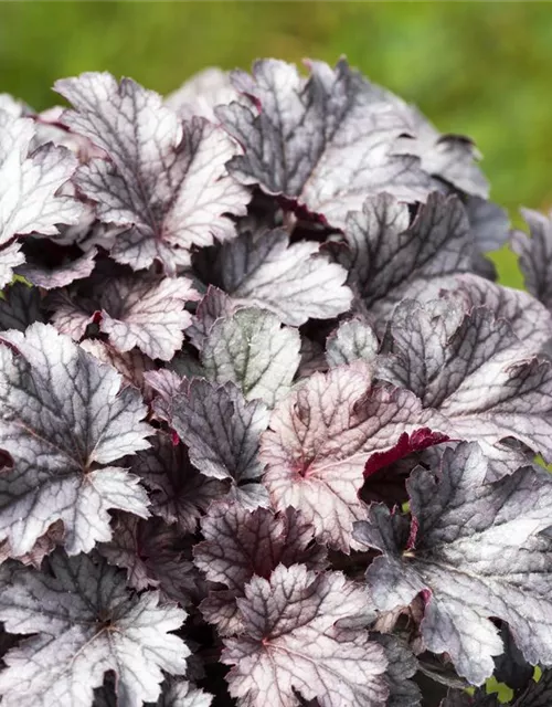 Purpurglöckchen 'Cinnabar Silver'
