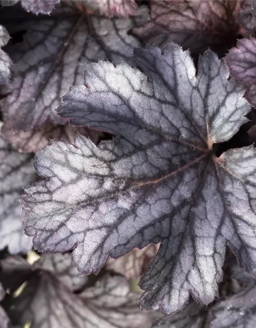 Purpurglöckchen 'Cinnabar Silver'