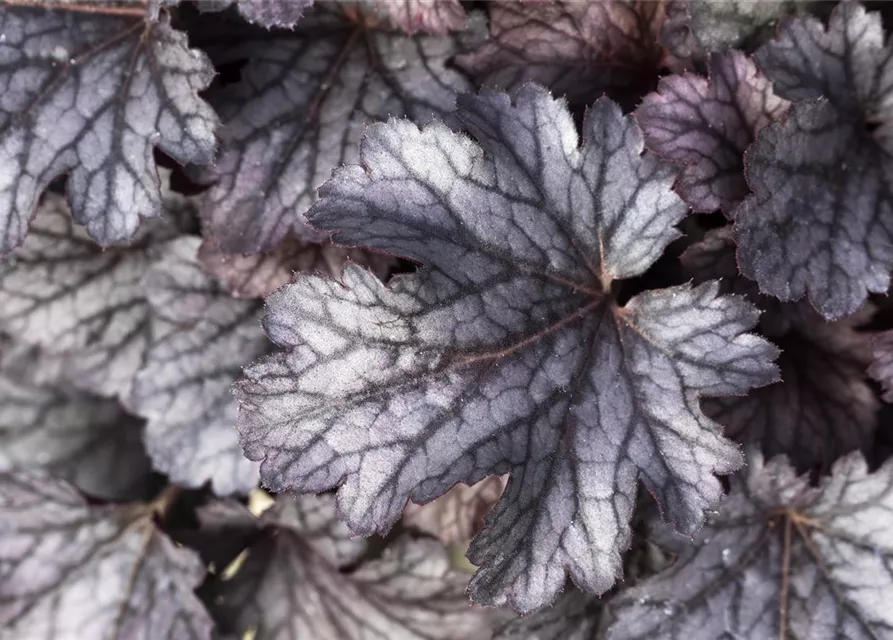 Purpurglöckchen 'Cinnabar Silver'