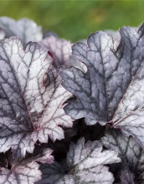 Purpurglöckchen 'Cinnabar Silver'