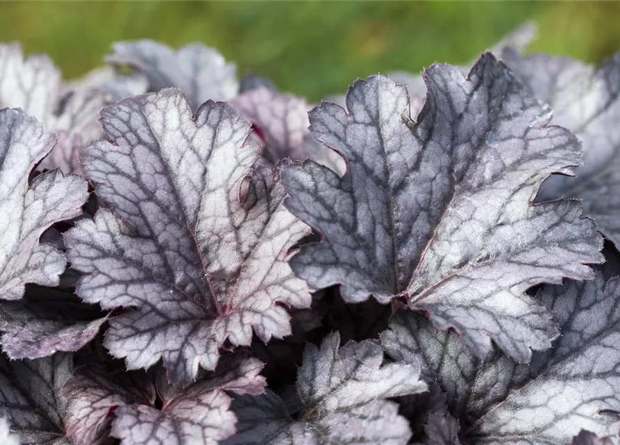 Purpurglöckchen 'Cinnabar Silver'