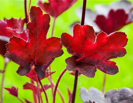 Purpurglöckchen 'Royal Ruby'