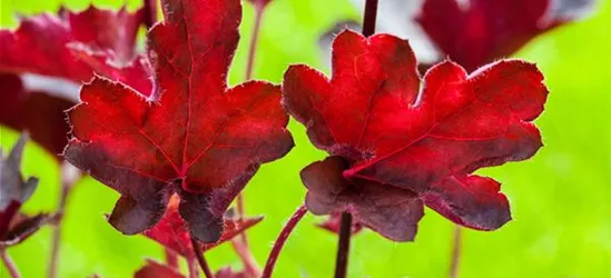 Purpurglöckchen 'Royal Ruby'