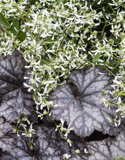 Purpurglöckchen