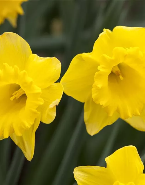 Trompeten-Narzisse 'Gold Medal'