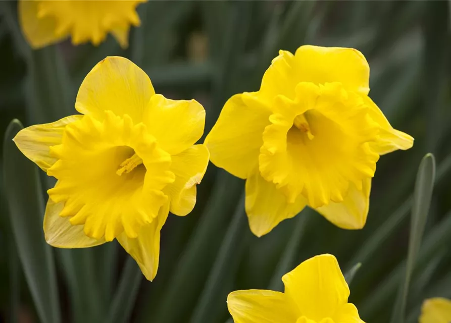 Trompeten-Narzisse 'Gold Medal'