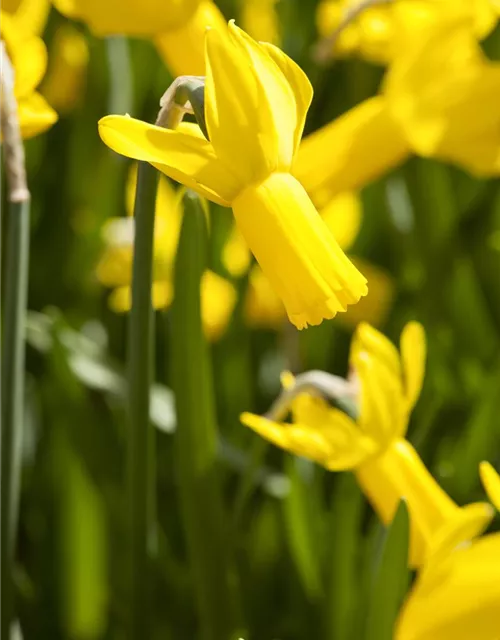 Tulpe