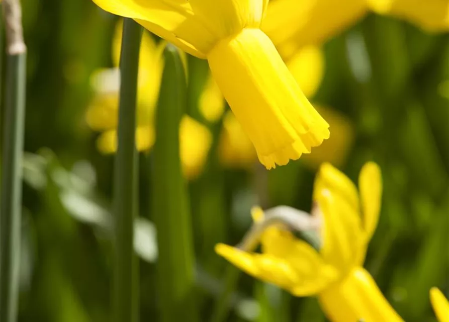 Tulpe