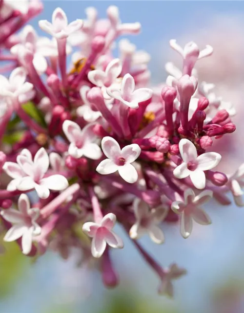 Syringa microphylla 'Superba'