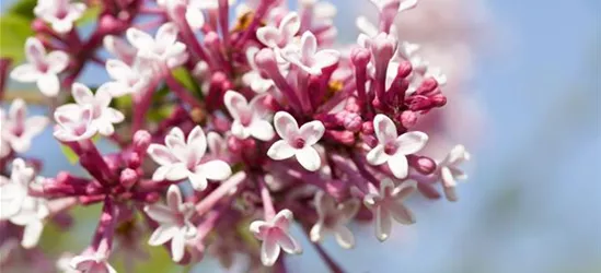 Syringa 'Redwine'