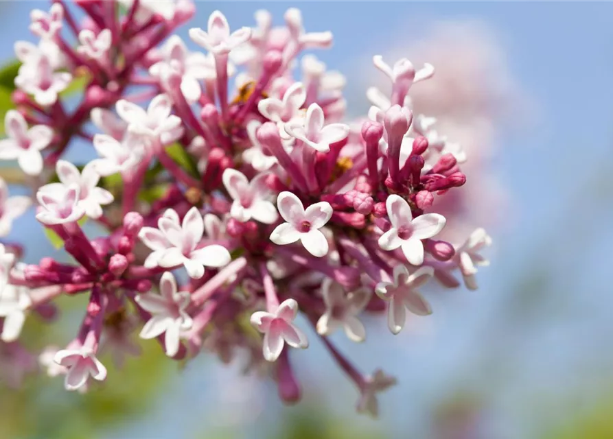 Syringa microphylla 'Superba'