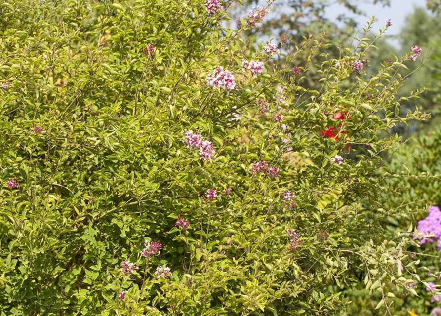 Syringa microphylla 'Superba'