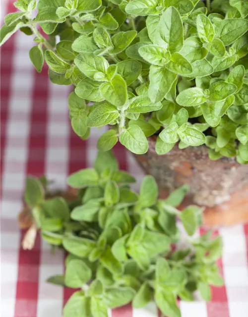 Origanum vulgare ssp.hirtum