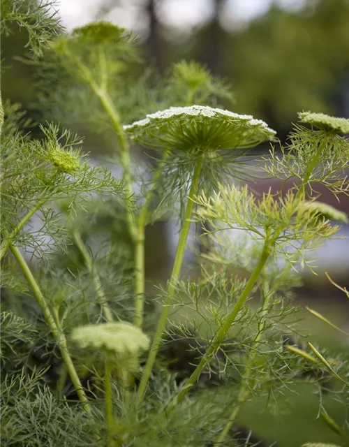 Gewöhnlicher Fenchel