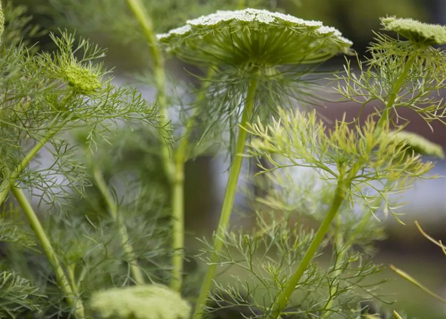 Gewöhnlicher Fenchel