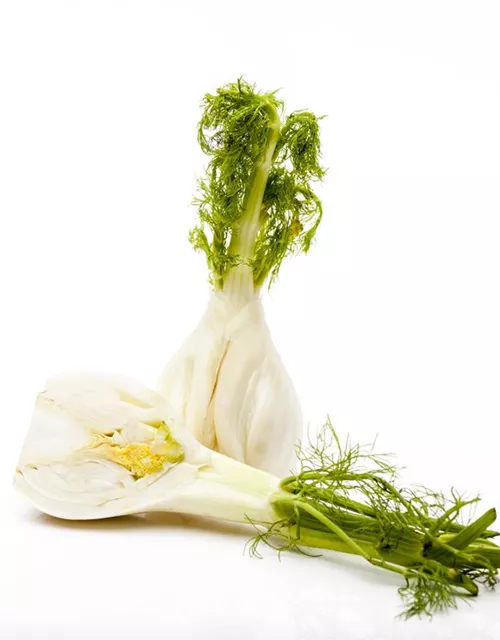 Gewöhnlicher Fenchel
