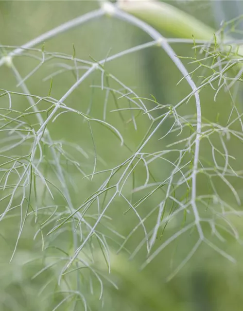 Gewöhnlicher Fenchel