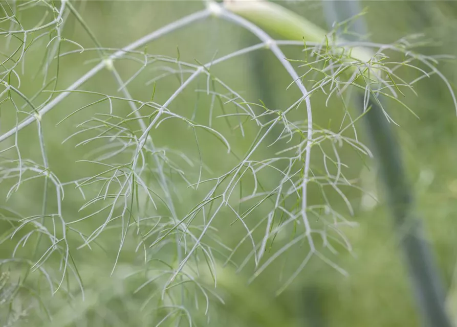Gewöhnlicher Fenchel