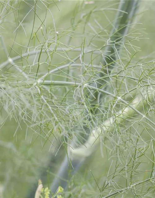 Gewöhnlicher Fenchel
