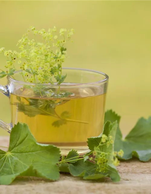 Gewöhnlicher Fenchel