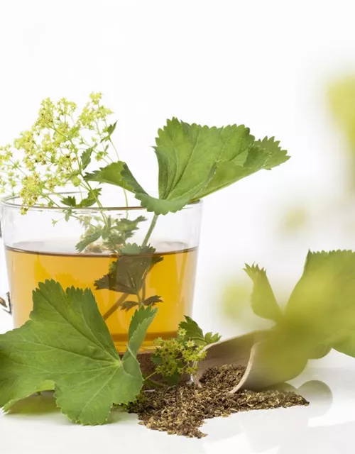 Gewöhnlicher Fenchel