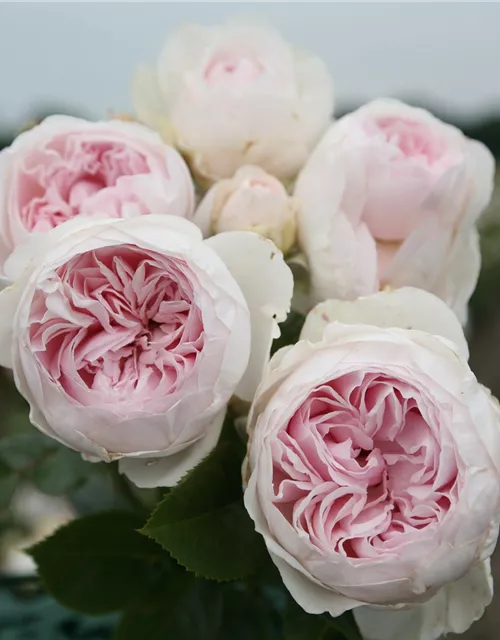 Beetrose 'Herzogin Christiana'®