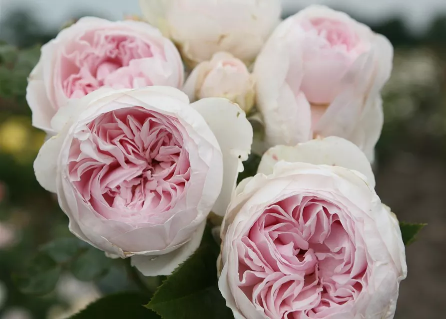 Beetrose 'Herzogin Christiana'®