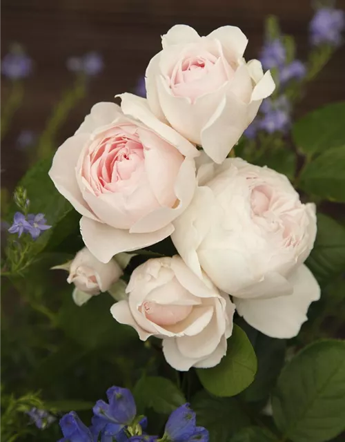 Beetrose 'Herzogin Christiana'®