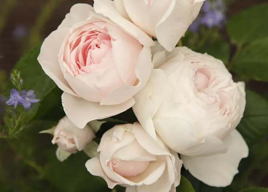 Beetrose 'Herzogin Christiana'®