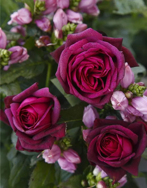 Edelrose 'Gräfin Diana'®