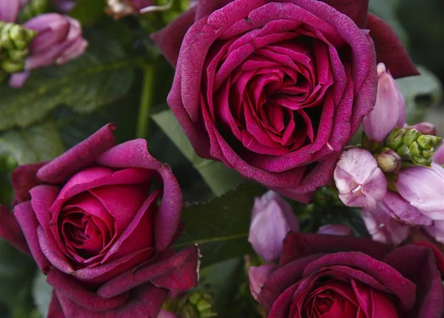 Edelrose 'Gräfin Diana'®